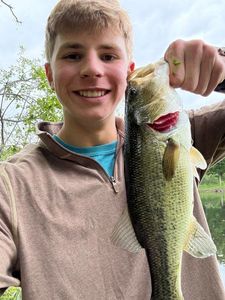 Largemouth Bass