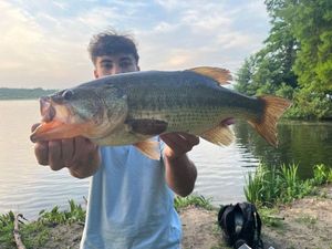 Largemouth Bass