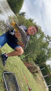 Mirror Carp