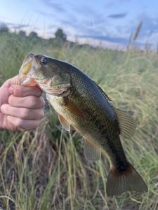 Largemouth Bass