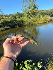 European Perch