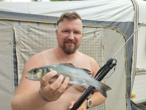 European Bass (Seabass)