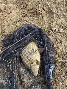Crucian Carp