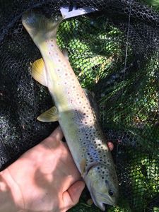 Brown Trout