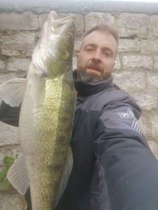 Zander