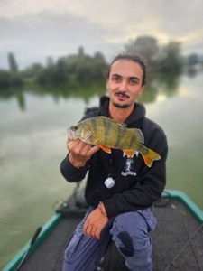 European Perch