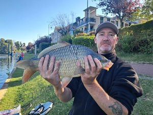 Common Carp