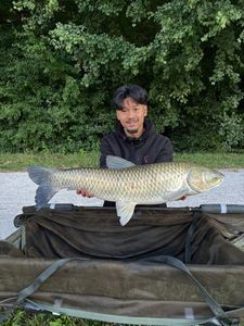 Grass Carp