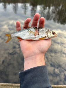 Roach