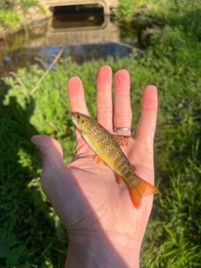 Brown Trout