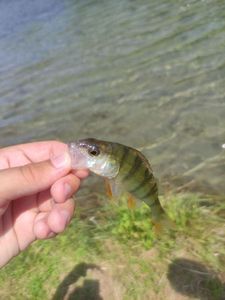 Yellow Perch