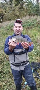 Yellow Perch