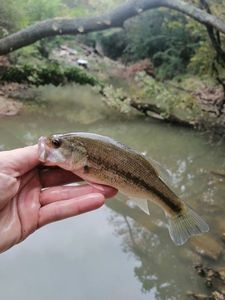 Largemouth Bass