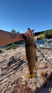 Brown Trout