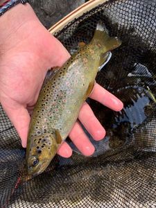 Brown Trout