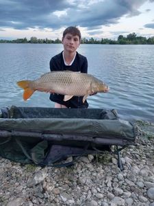 Common Carp
