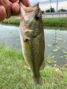 Largemouth Bass