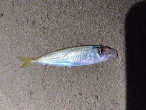 Atlantic Horse Mackerel