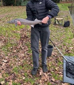 Dabry's Sturgeon