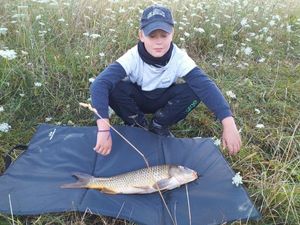 Common Carp