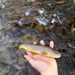 Brown Trout