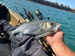 European Bass (Seabass)