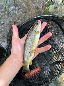 Brown Trout