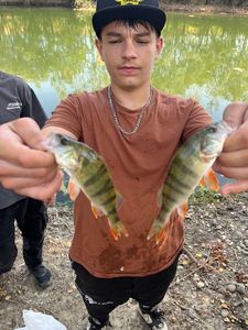 European Perch