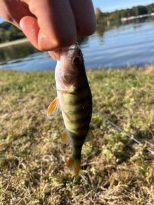 European Perch
