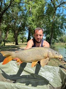 Common Carp