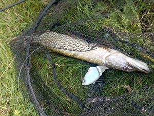 Northern Pike