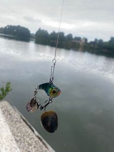 Blue Mussel