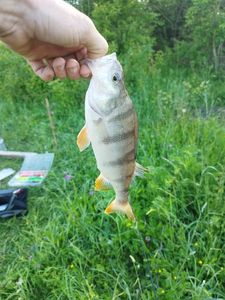 European Perch