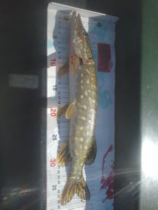 Northern Pike