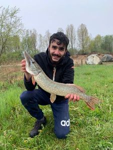 Northern Pike