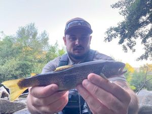 Brown Trout