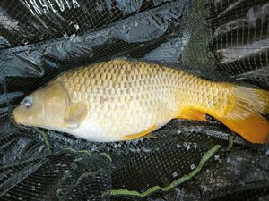 Common Carp