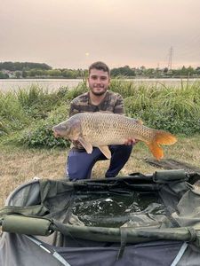 Common Carp