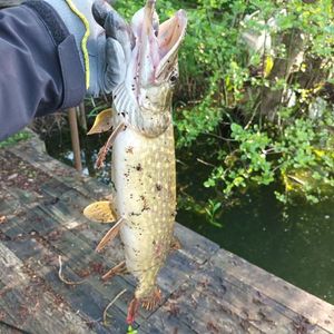 Northern Pike
