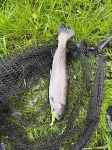 Rainbow Trout