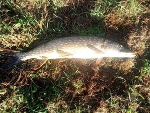 Northern Pike