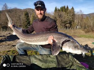 Sturgeon