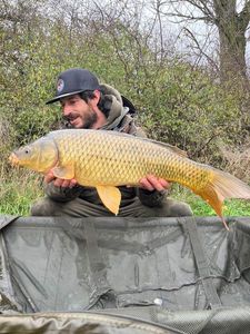 Common Carp