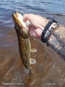 Northern Pike