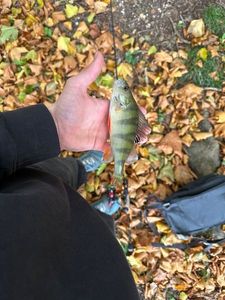 European Perch