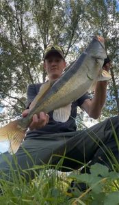 Zander