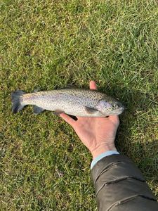 Rainbow Trout