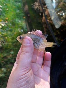 Green Sunfish