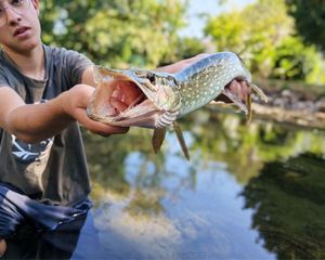 Chain Pickerel