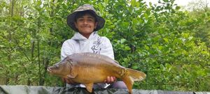 Mirror Carp